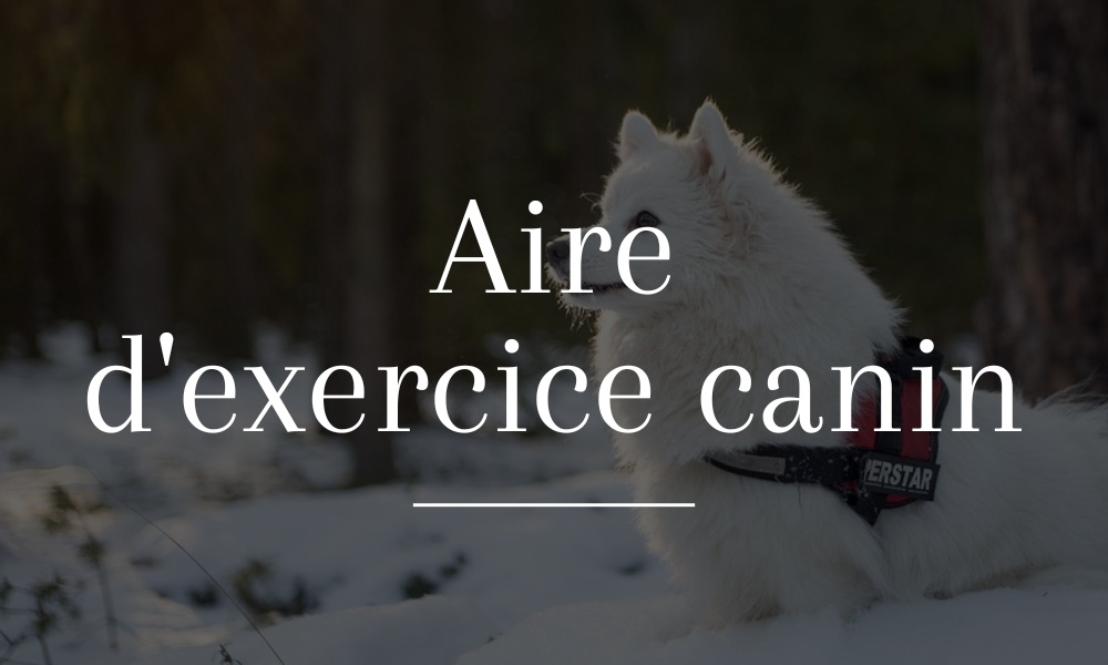 Un chien profitant de l'aire d'exercice canin