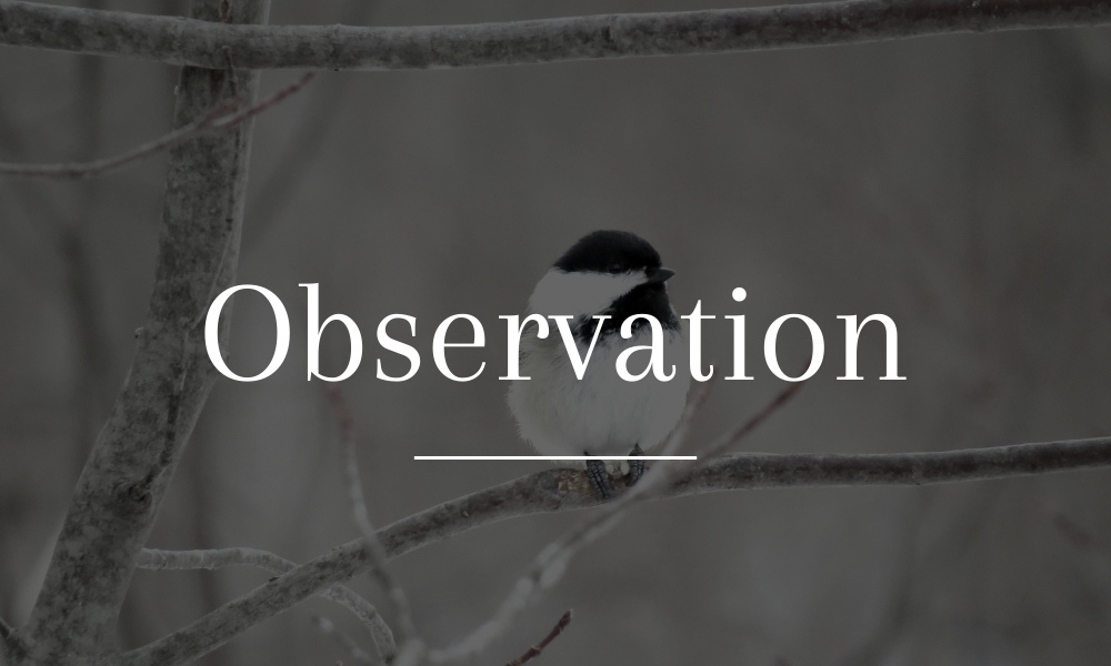 Une mésange à tête noir perchée sur une branche 
